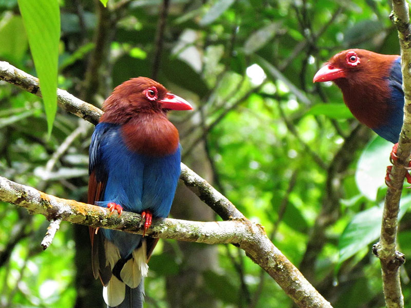 A lush green landscape in Kitulgala, Sri Lanka, with a variety of birds perched on trees during a bird watching adventureforest.